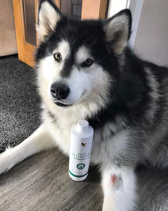 فرمول دامپزشکی آلوئه ورا